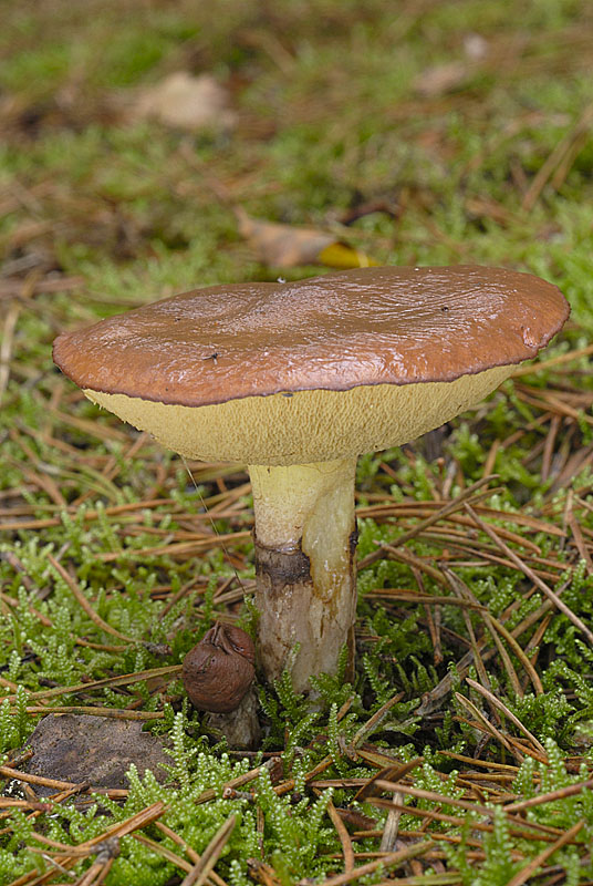 Suillus luteus